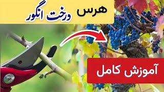 هرس و شاخه‌ بری درخت انگور | برای باردهی انگور بیشتر این ویدئو حتما ببینید