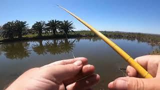 Catching over sized fish on the Tenkara rod