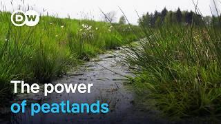 Climate protection from moors | DW Documentary