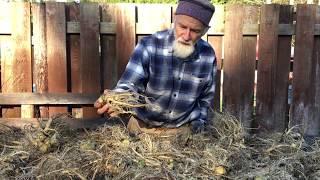 Teasel Root with Michael Pilarski "Skeeter"