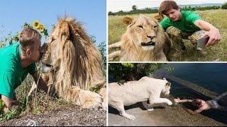 Friendly Lion Loves Cuddling Up And Even Giving A KISS In Lion Park Crimea