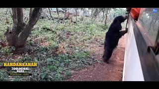 Bear Safari || Bhubaneswar ZOO || Nandankanan Jungle Safari || AAI