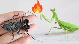 One armed warrior Mantis VS Whip scorpion, Can honor last?