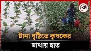 টানা বৃষ্টিতে কৃষকের ব্যাপক ক্ষতি | Heavy Rain | Loss to the farmer | Kalbela