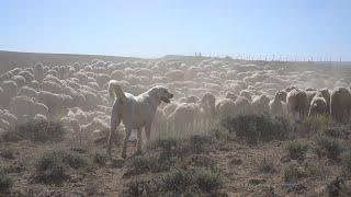 Working Dogs - Our Wyoming