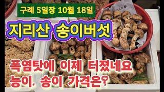 구례5일장/송이버섯 뒤늦게 터졌네요/ 송이버섯 구매에서 맛있는 요리까지 #귀촌 #시골생활 #송이버섯