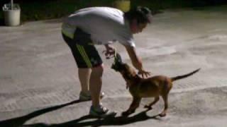 大細馬蓮萊幼犬訓練 dog training daniel dog trainer