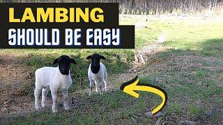 The Almost Perfect Lambing Season