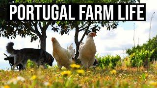 A Beautiful Farm Life  | PORTUGAL FARM LIFE | ASMR