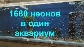 1680 неонов в один аквариум