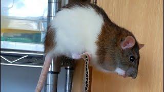 Rat's Sense of Balance! ! Amazing Physical Ability.
