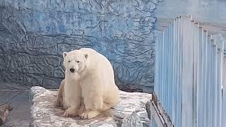 Polar bear