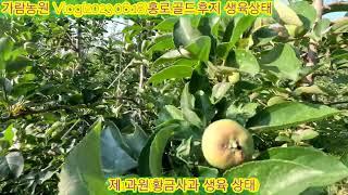 가람농원 Vlog(2023.06.18)홍로,골드,후지 생육상황