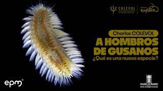 Poliquetos: la ciencia de los gusanos marinos | Charlas Colevol | Parque Explora