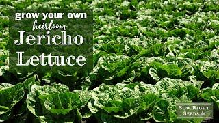 Sow Right Seeds | Jericho Lettuce