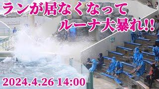 ルーナ大暴れ・・・まさかの場外乱闘!! 鴨川シーワールド シャチショー シャチパフォーマンス KamogawaSeaWorld  orca killerwhale