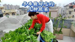 楼顶菜园冬季种这6种蔬菜，越冷口感越清甜，有你喜欢吃的吗？