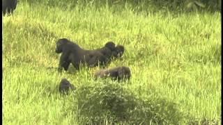 Western Lowland Gorillas Of Congo | Video