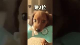 犬さんの動画見て笑ったら寝ろwwwwwww