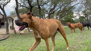 Dog Day On Backroad Freedom