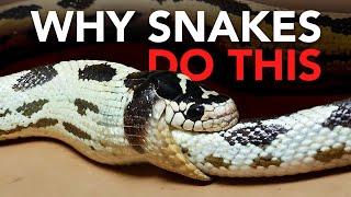 Why Snakes Eat Their Own Tail