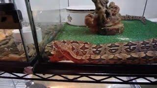 Pet store tour