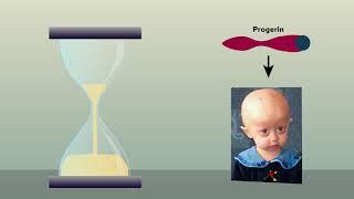 Cell disruption caused by mutant prelamin A protein points to origin of progeria