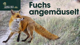 Ton an! Neugieriger Fuchs auf Futtersuche - geschickt "angemäuselt"