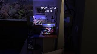 Reef Tank ( HAIR ALGAE MAGIC FINALLY! )