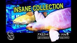 RARE MONSTER FISH *INSANE* collection `Largest VAMPIRE fish in USA