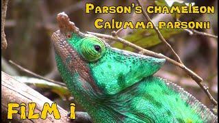 Responsible Herpetoculture with BION Terrarium Center. Parson's chameleon (Calumma parsonii). Film I