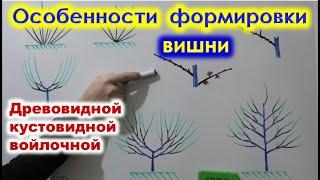 ОСОБЕННОСТИ формировки и ОБРЕЗКИ ВИШЕН, кустовидных, древовидных, войлочных