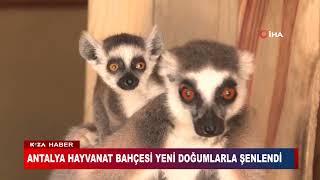 ANTALYA HAYVANAT BAHÇESİ YENİ DOĞUMLARLA ŞENLENDİ