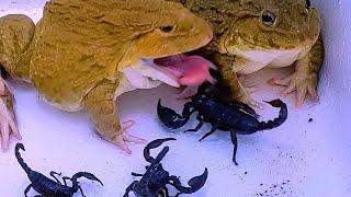 Asian Bullfrog Eats Big Poisonous Scorpion! Asian Bullfrog Live Feeding