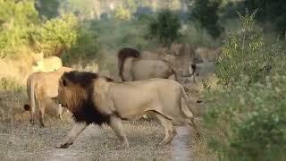 Nhena & Tynio saves Tsalala lioness from Ntsevu pride attacks.