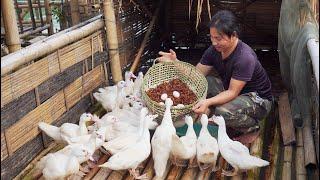 Daily Life: Weaving Bamboo Baskets, Fishing, Harvesting Duck Eggs, River Survival | EP.375