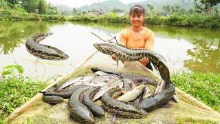 Harvesting A Lot Of Snakehead Fish Goes To The Market Sell - Cooking Snakehead Fish