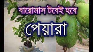 টবে পেয়ারা চাষ করার অতিসহজ পদ্ধতি / how to grow guava plant in small container