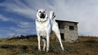 LEGENDARY KANGAL DOGS AND THE LONELY SHEPHERD IN THE ABANDONED GHOST VILLAGE