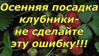 ОСЕННЯЯ ПОСАДКА КЛУБНИКИ-ОЧЕНЬ ВАЖНЫЕ МОМЕНТЫ!