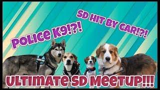 ULTIMATE SERVICE DOG MEETUP! POLICE K-9 TAKEDOWN! SD HIT BY CAR!