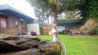 Squirrel I Spy at Wild Reiki Spa