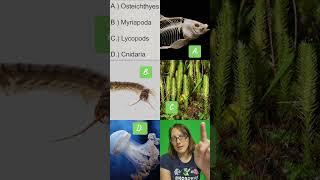 Silurian Animal Trivia #scienceeducation #sciencetrivia #earthscience #paleontology