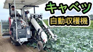 【人手不足解消へ】キャベツ自動収穫機（北海道鹿追町）