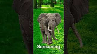 Elephant Noise Sound Effects