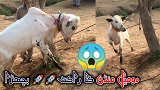 Angry bull domail mandi