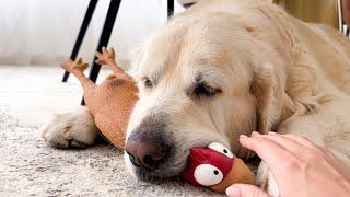 Trying to Steal a Toy from My Funny Sleeping Dog