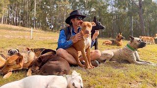 Adopted Shelter Dogs Living on Farm Together | German Shepherd Birthday Party