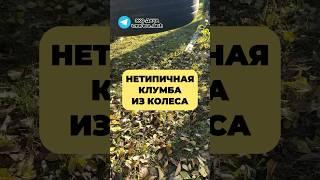 НЕТИПИЧНАЯ КЛУМБА ИЗ КОЛЕСА