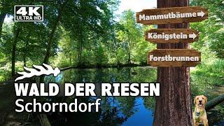 Im Wald der Riesen - Zwischen Mammutbäumen und Denkmälern